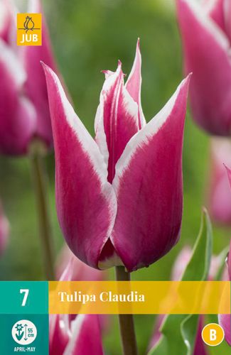 Tulipa Claudia 11/12 (7 Stück)