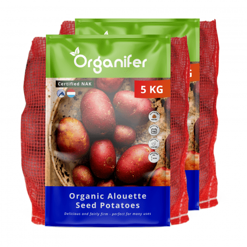 Organifer - Bio-Saatkartoffeln Alouette A 28/35 (10 kg)