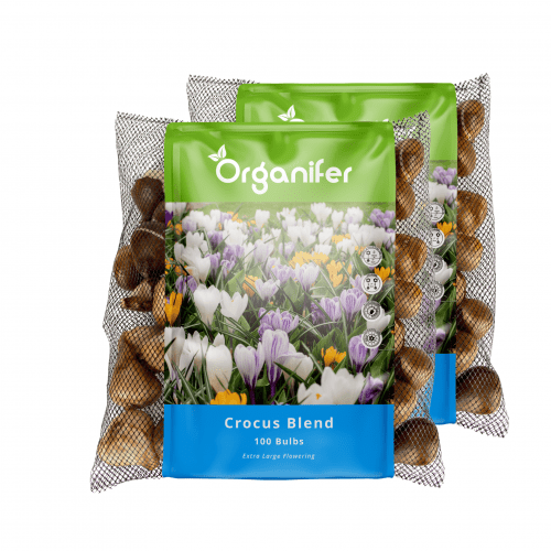 Organifer - 200 Krokuszwiebeln – Großblütige Mischung (XXL-Zwiebelgröße 8/9 cm)