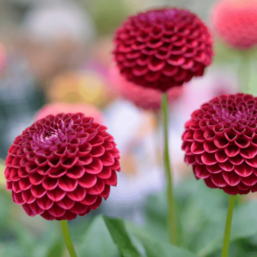 Flowerbulbs Amsterdam - 12 Dahlien Natal Knollen für 2 m², Wunderschöne Kugelförmige Blumen