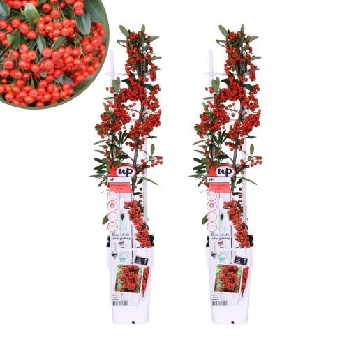 2 x Pyracantha coccinea Red Star | 12 cm Ø | 60 cm ↕