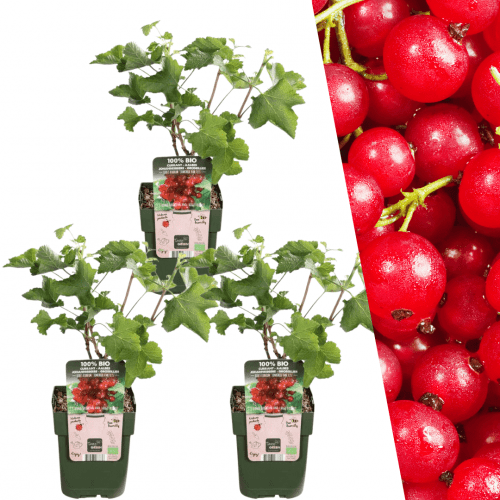 3 x Bio-Stachelbeerpflanzen - Ø 13 cm - ↨ 20 cm