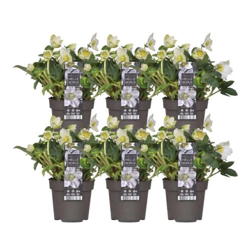 6x Helleborus niger 'Christmas Carol' | 12 cm Ø | 20 cm ↕