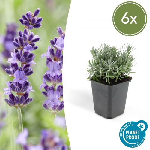 Lavandula 'Hidcote' - ↕10-25cm - Ø9cm - 6x