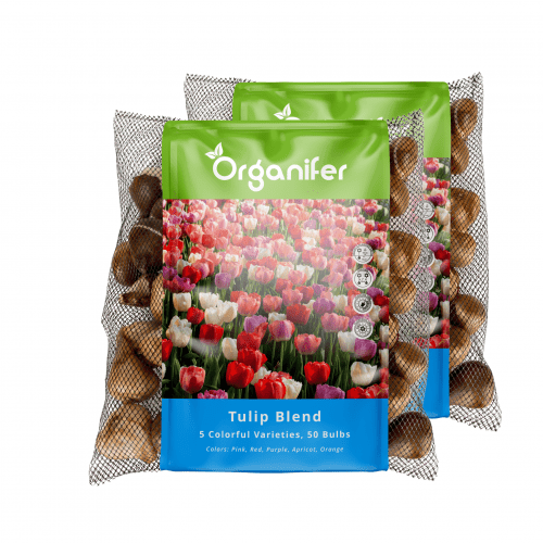 Organifer - 100 Tulpenzwiebeln - 5 farbenfrohe Sorten (XXL-Zwiebelgröße 12 cm/+)