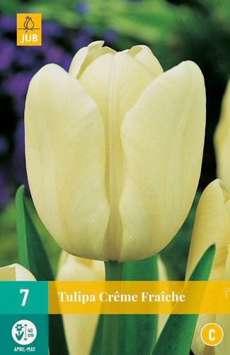 Tulipa Creme Fraiche 11/12 (7 Stück)