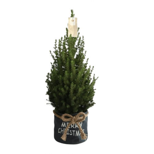 Kleine Weihnachtsbaum in Xmas Bag blau - 70 cm - Picea Glauca Conica - Standalone