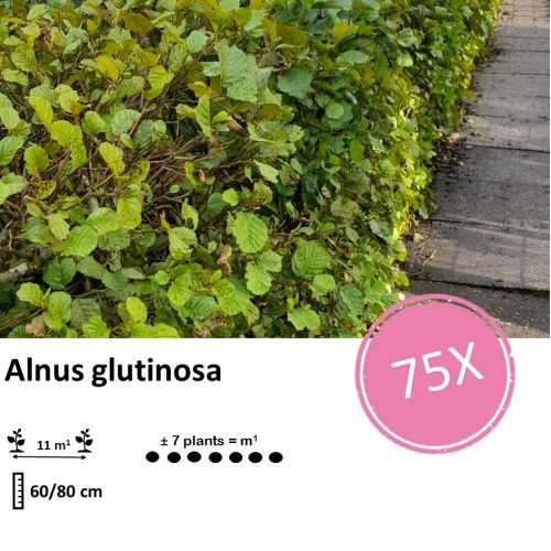 Alnus glutinosa - Wurzelnakt - 60/80 - 75x