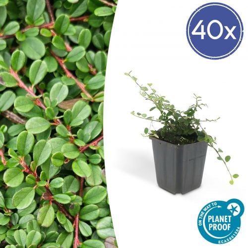 Cotoneaster pr. 'Streib's Findling' - ↕10-25cm - Ø9cm - 40x