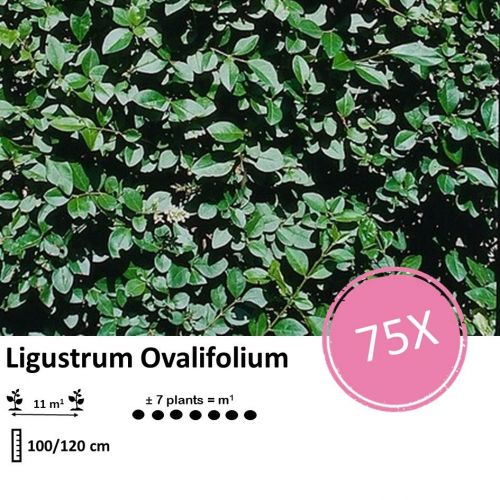 Ligustrum Ovalifolium - Wurzelnakt - 100/120 - 75x