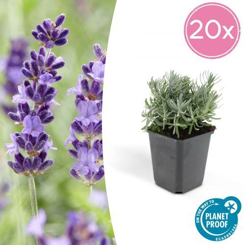 Lavandula 'Hidcote' - ↕10-25cm - Ø9cm - 20x