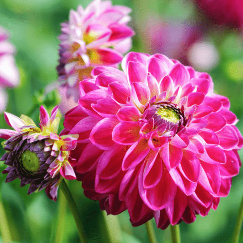 Flowerbulbs Amsterdam - Dahlie Little Robert, Runde und Gekräuselte Blütenblätter