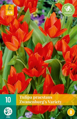 Tulipa Praestans Zwanenburg Variety 9/+ (10 Stück)