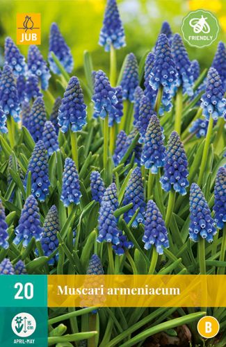 Muscari armeniacum 8/9 (20 Stück)