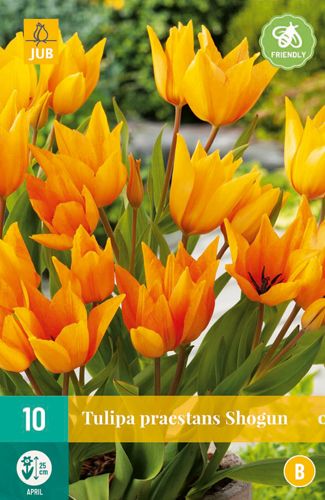 Tulipa Praestans Shogun 9/+ (10 Stück)