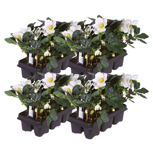 Set von 24 Christrosen Pflanzen | 24x Helleborus niger 'Christmas Carol' | 7 cm Ø | 20 cm ↕