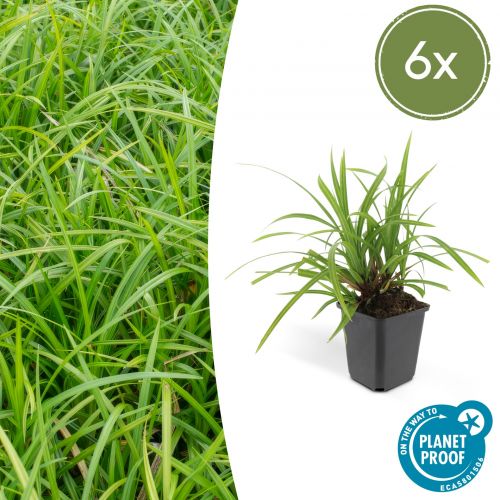 Carex morrowii 'Irish Green' - ↕10-25cm - Ø9cm - 6x