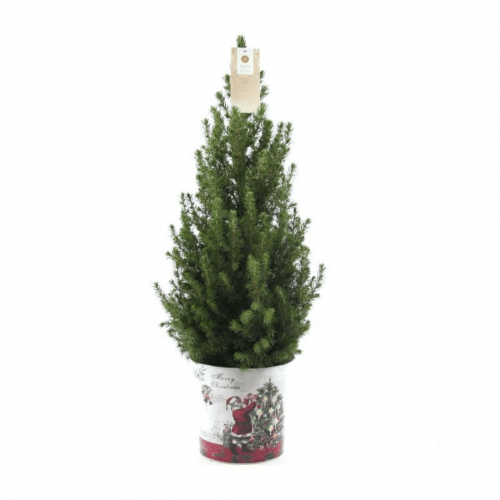 Kleine Weihnachtsbaum in Weihnachten Topf - 70 cm - Picae Glauca Conica - Standalone