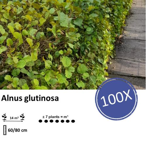 Alnus glutinosa - Wurzelnakt - 60/80 - 100x