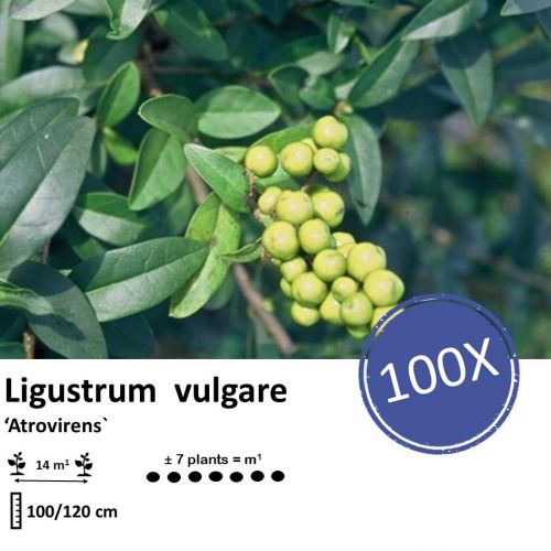 Ligustrum vulgare 'Atrovirens` - Wurzelnakt - 100/120 - 100x