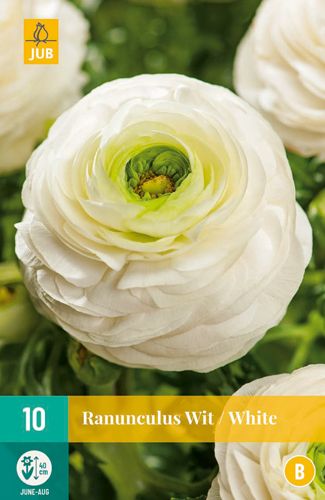 Ranunculus Weiß 6/7 (10 Stück)