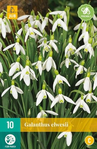 Galanthus elwesii 5/6 (10 Stück)