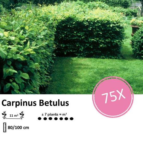 Carpinus Betulus - Wurzelnakt - 80/100 - 75x