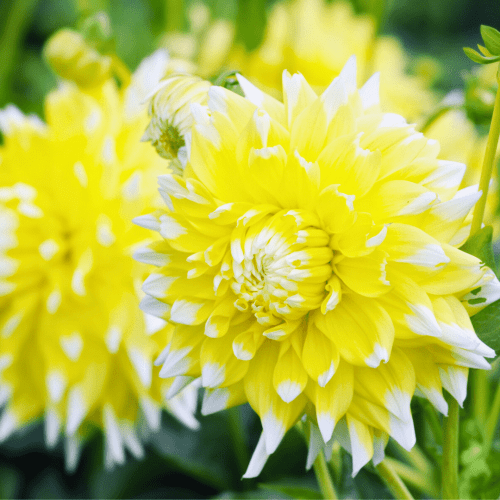 Flowerbulbs Amsterdam - Dahlie Seattle, Großblumiges Erscheinungsbild