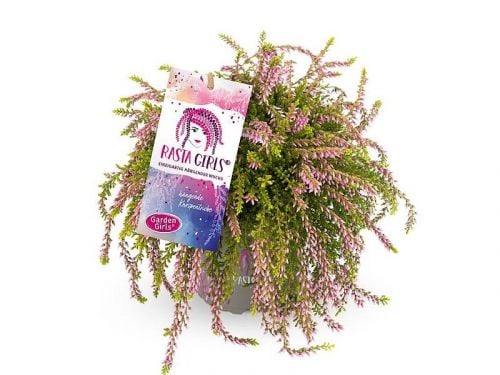 Hängende Knospenheide Gardengirls® Rasta Girls® rosa 4er Set