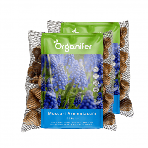 Organifer - 200 Muscari Armeniacum Zwiebeln (XXL-Zwiebelgröße 9/10 cm)