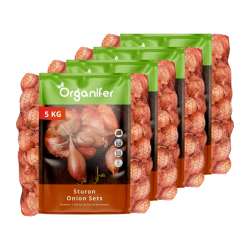 Organifer - Sturon Zwiebelsets 14/21 (20 kg) – Ideal für eine frühe Ernte