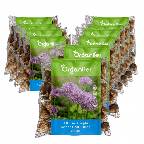 Organifer - 500 Allium Purple Sensation Zwiebeln (XXL-Blumenzwiebelgröße 12/+ cm)