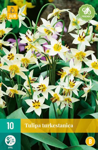 Tulipa turkestanica 6/7 (10 Stück)