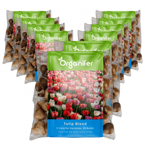 Organifer - 500 Tulpenzwiebeln - 5 farbenfrohe Sorten (XXL-Zwiebelgröße 12 cm/+)