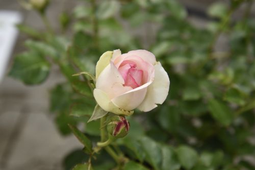 Rosa 'Eden Rose85'® | Nostalgische Strauchrose 'Eden Rose85'®