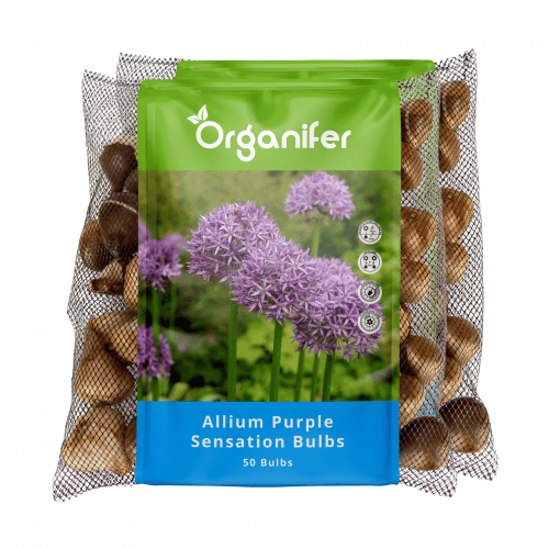 Organifer - 100 Allium Purple Sensation Zwiebeln (XXL-Blumenzwiebelgröße 12/+ cm)