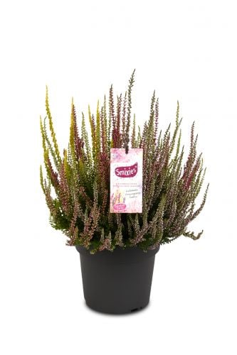 Knospenheide Gardengirls® Smixies® 4er-Set