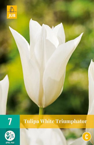 Tulipa White Triumphator 11/12 (7 Stück)