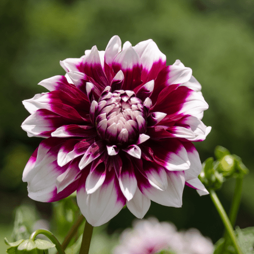 Flowerbulbs Amsterdam - Dahlie Mystery Day, Großblumiges Erscheinungsbild