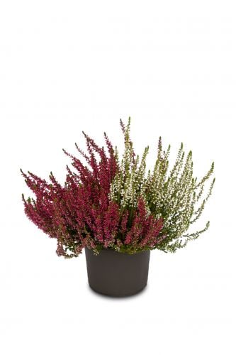 Knospenheide Gardengirls® 'Twingirls'® rot-weiß 4er-Set