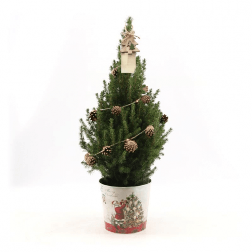 Kleine Weihnachtsbaum in Weihnachten Topf - 70 cm - Picae Glauca Conica - Pine cone lighting including batteries