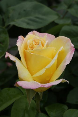 Rosa 'Gloria Dei/Peace'® | Edelrose 'Gloria Dei/Peace'®