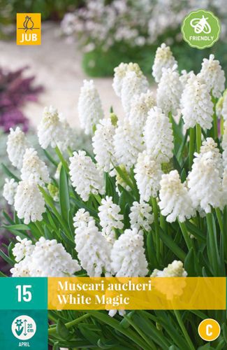 Muscari White Magic 7/8 (15 Stück)