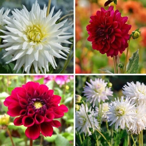 Flowerbulbs Amsterdam - Mix Romantic Beauties, 6 Dahlien Playa Blanca & 6 Dahlien Heatwave knollen für 2 m²