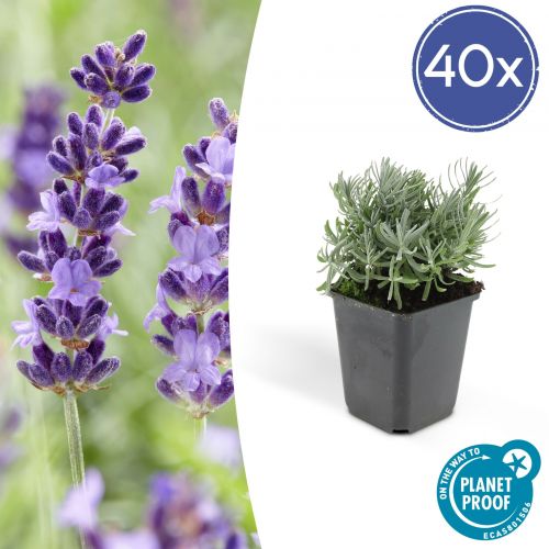 Lavandula 'Hidcote' - ↕10-25cm - Ø9cm - 40x