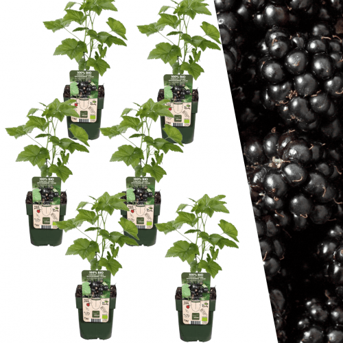 6 x Brombeerenpflanzen BIO - Ø 13 cm - ↨ 20 cm