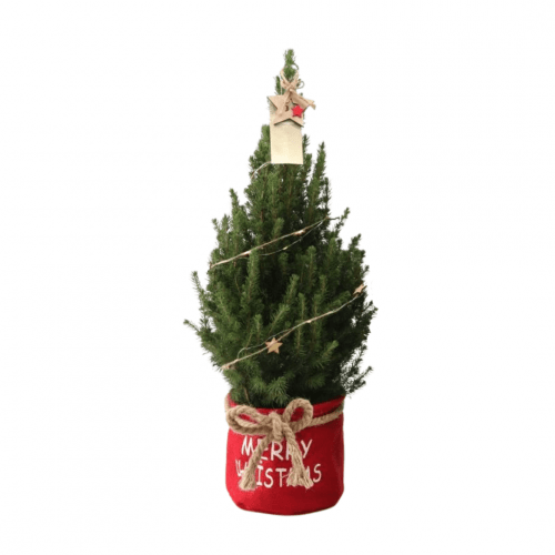 Kleine Weihnachtsbaum in Xmas Bag rot - 70 cm - Picea Glauca Conica - Star lighting including batteries