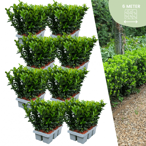 48 x Euonymus 'Green Spire' - 48 x Ø 7 cm - ↨ 15 cm