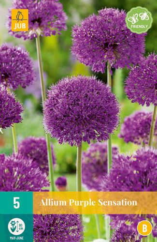 Allium Purple Sensation 12/14 (5 Stück)