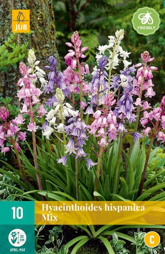 Hyacinthoides hispanica Mix 8/10 (10 Stück)